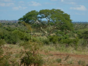 Kruger landscape.