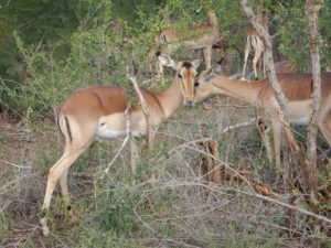 Beautiful impala