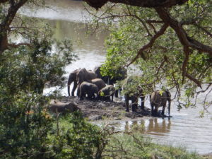 Kruger elephant family.