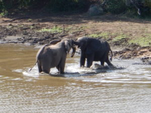 Kruger elephants.