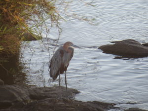 Goliath heron.