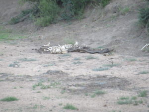 Remains of an elephant: some scattered bones and a gray hide.