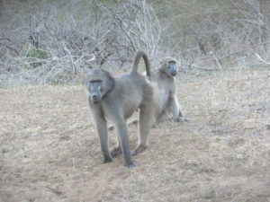 Curious baboon.