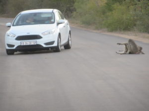 At Kruger, animals have the right of way. These vervet monkeys were enjoying the warmth of the tar road.