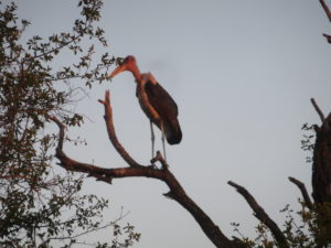 Maribou stork - the "old man" of southern Africa.