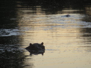 Kruger hippo.