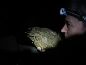 On an night drive. Elephant dung - it smells like cut grass.