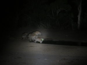 Cavorting hyenas.