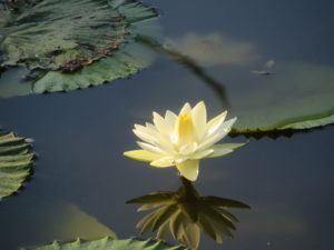 Water lily.