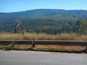 Planted forests near paper mills.