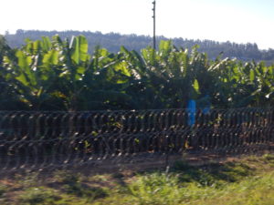 Banana plantation near Kruger.