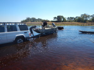 A cow joins the launch efforts