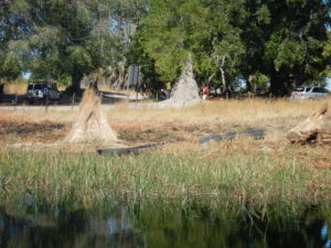 Grasses harvested for thatching