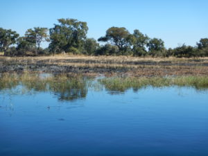 Recently burned grasses