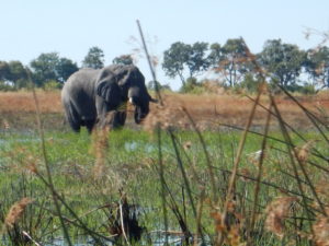 Boro River elephant