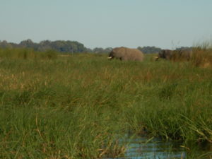 Grasses and elephants